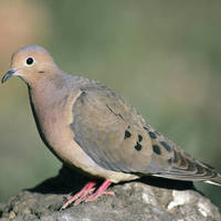 Mourning_dove_normal