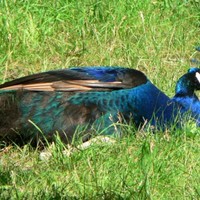 Blue-male-peacock_w725_h544_normal