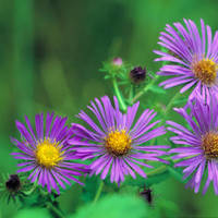 New_england_aster_normal