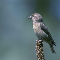 Red-crossbills-have-specialized-beaks-that-enable-them-to-open-pine-cone_w725_h543_normal