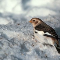Snow-bunting-in-non-breeding-plumage-plectrophenax-nivalis_w725_h488_normal