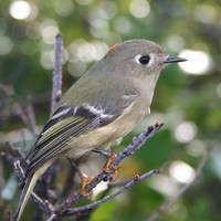 Ruby-crowned-kinglet-bird-regulus-calendula_w725_h508_normal