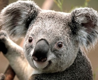 Koala_bear_cropped_normal