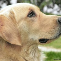 Lucas_2010_golden_retriever_flickr-4367023468-original_normal