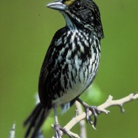 Dusky-seaside-sparrow-bird_w476_h725_normal