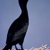 Double-crested-black-cormorant-bird_w492_h725_normal