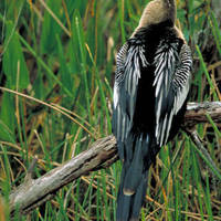 Anhinga_normal