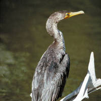Double-crested_cormorant_normal