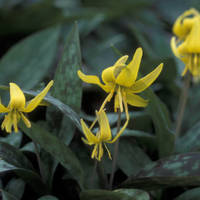 Trout_lily_normal