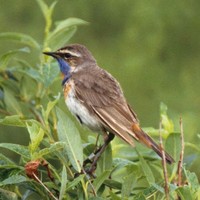 Bluethroat-bird-close-up_w725_h497_normal