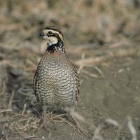 Bobwhite-quail-bird-colinus-virginianus_w725_h485_normal