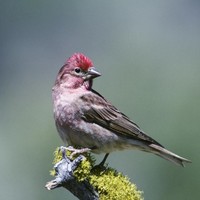 Cassins-finch-bird-carpodacus-cassinii_w725_h487_normal