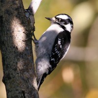 Downy-woodpecker_w546_h725_normal