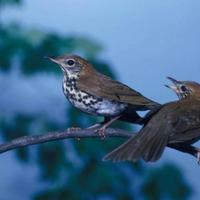 Pair-of-wood-thrushes-songbirds-are-pictured-perching-on-the-same-branch_w725_h514_normal