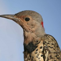 Northern-flicker-yellow-shafted-bird-colaptes-auratus_w725_h592_normal