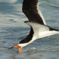 A-black-skimmer-skims-the-water-for-food-_w725_h485_normal
