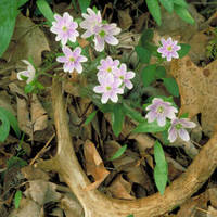 Hepatica_normal