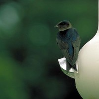 Purple-martin-progne-subis-bird-sitting-on-bird-house-and-looking-to-the-side_w725_h473_normal