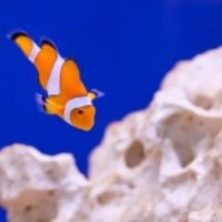 Clownfish-11299071692zpb_normal