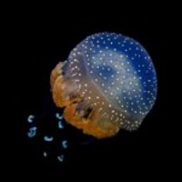 Jellyfish-1375107297afb_normal