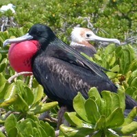 A-male-frigatebird-displays-among-vegetation_w725_h481_normal
