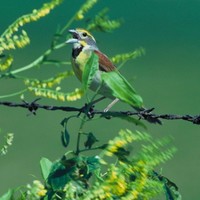 Dickcissel-bird-spiza-americana_w725_h484_normal