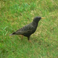 European-starling_w725_h544_normal