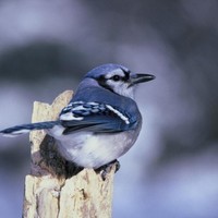 Blue-jay-bird_w725_h476_normal
