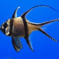 Single-fish-in-aquarium_normal