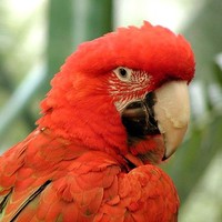 Red-parrot_w725_h544_normal