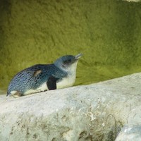 Fairy-penguin-perth-zoo_w725_h544_normal