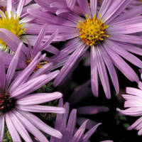 Aromatic_aster_normal
