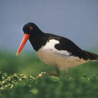 American-oystercatcher_w725_h479_normal