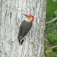 Red-bellied-woodpecker-on-tree-bark_w725_h544_normal