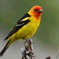Western-tanager-perches-on-a-branch_w725_h487_normal