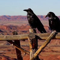 Crows-ravens-birds-black_w725_h544_normal