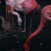 Flamingos-birds-pink-phoenicopterus-ruber_w486_h725_normal