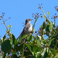 Mockingbird-perching-on-a-branch_w725_h544_normal