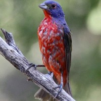 Painted-bunting-bird-on-a-branch-close-up-photo-passerina-ciris_w483_h725_normal