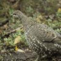 Close-up-of-female-spruce-grouse-bird-falcipennis-canadensis-standing_w128_h128_cw128_ch128_thumb_normal