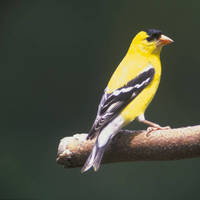 Goldfinch_normal