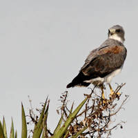 White-tailed_hawk_normal