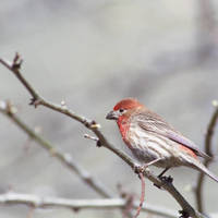 House_finch_normal
