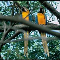 Macaws-birds-ara-macao_w725_h489_normal