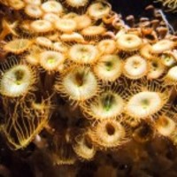 Underwater-plant_normal