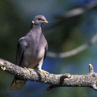 Band-tailed-pigeon-bird-on-tree-branch-patagioenas-fasciata_w725_h480_normal