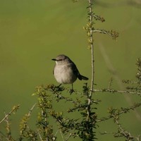 Black-tailed-gnatcatcher-bird-perches-on-vegetation_w725_h483_normal