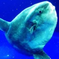 Ocean-sunfish-mola-mola_normal
