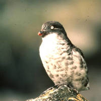 Least_auklet_normal