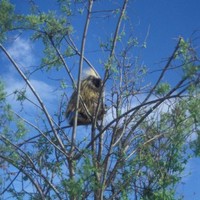 Porcupine-bird-in-tree_w471_h725_normal